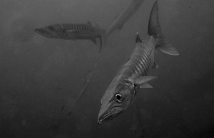 Raja Ampat 2019 - DSC06949_rxc - Blackfin Barracudas- Barracudas a nageoires noires - Sphyraena qenie